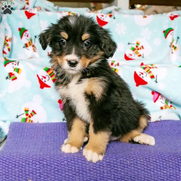 Rose, Bernedoodle Puppy
